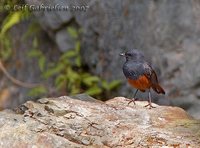 Luzon Robin - Rhyacornis bicolor