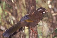 White-whiskered Laughingthrush - Garrulax morrisonianus