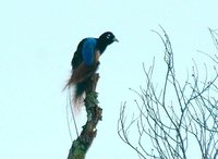 Blue Bird-of-paradise - Paradisaea rudolphi