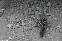 Rufous-tailed Weaver - Histurgops ruficauda