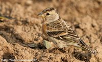 Brambling - Fringilla montifringilla