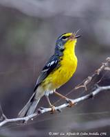 Adelaide Warbler - Dendroica adelaidae