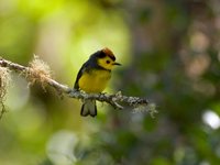 Collared Redstart - Myioborus torquatus