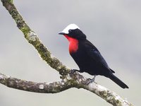 White-capped Tanager - Sericossypha albocristata