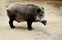 华北野猪 Sus scrofa moupinensis -