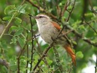 Stripe-crowned Spinetail (Nick Athanas)
