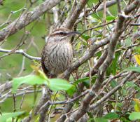 Yucutan Wren - Iain Campbell