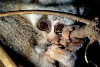 Slow Loris (Nycticebus coucang)