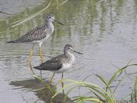 Greater Yellowlegs