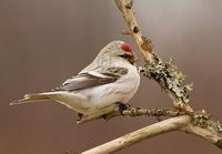 Hoary Redpoll