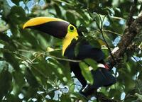 Chestnut-mandibled Toucan tail-end  