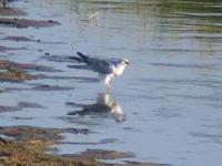 Pallid Harrier (Stäpphök) - Circus macrourus