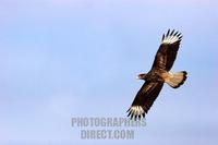 Carancho , Carrion Hawk flying wing spread Patagonia Chile stock photo