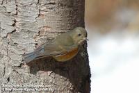 Fig. 6. Red-flanked Bluetail : 유리딱새