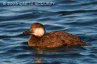 black scoter - female - black scoter - Melanitta nigra