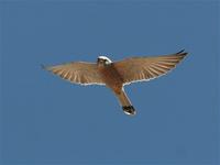 Kestrel, Lesser