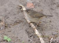 Dusky warbler C20D 03552.jpg