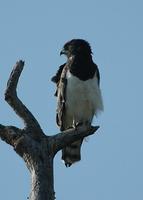 Black-chested Snake-Eagle p.56