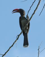 Crowned Hornbill p.244