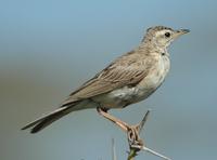 Plain-backed Pipit p.306