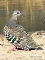 Common Bronzewing