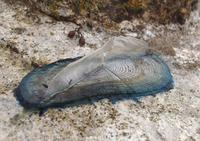 By-the-wind Sailor, Velella velella