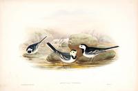 Richter after Gould Pied Wagtail (Motacilla Yarrelli)