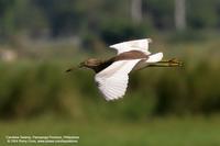 Chinese Pond-Heron