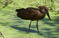 Hamerkop (Scopus umbretta) wading in duckweed