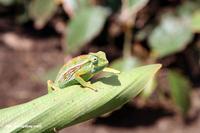 Green, orange, yellow, and white chameleon