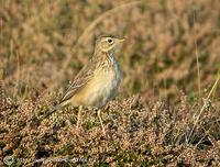 Pipit de Godlewski (Anthus godlewskii)