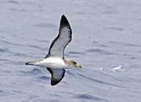 Cory's Shearwater, Calonectris diomedia