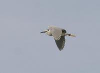 Night Heron (Nycticorax nycticorax)