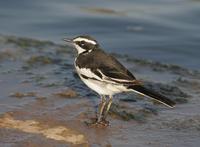 African Pied Wagtail (Motacilla aguimp)