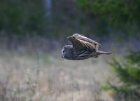 Great Grey Owl (Strix nebulosa)