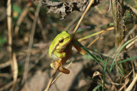 : Hyla arborea arborea; Common Tree Frog