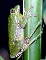 : Hyla gratiosa; Barking Treefrog