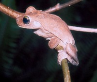 : Hypsiboas pugnax