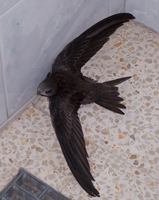 : Apus apus; Common Swift