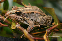 : Rana perezi; Iberian Green Frog