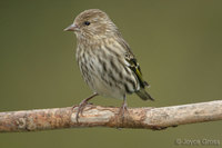 : Carduelis pinus; Pine Siskin