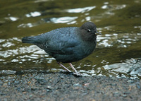 : Cinclus mexicanus; American Dipper