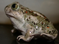 : Spea hammondii; Western Spadefoot