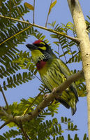 : Megalaima haemacephala; Coppersmith Barbet