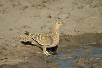 : Pterocles burchelli; Burchell's Sandgrouse