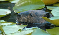 : Castor canadensis; Beaver