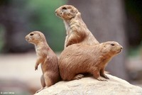 : Cynomys ludovicianus; Black-tailed Prairie Dog