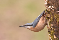 : Sitta europaea; Nuthatch