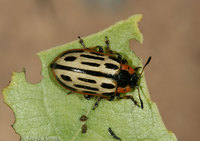 : Chrysomela scripta; Cottonwood Leaf Beetle