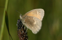 : Coenonympha tullia california; California Ringlet